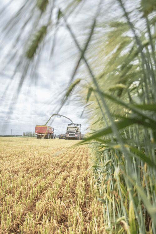 Tracteur récoltant du blé, transférant la moisson dans une remorque, champ et ciel nuageux.